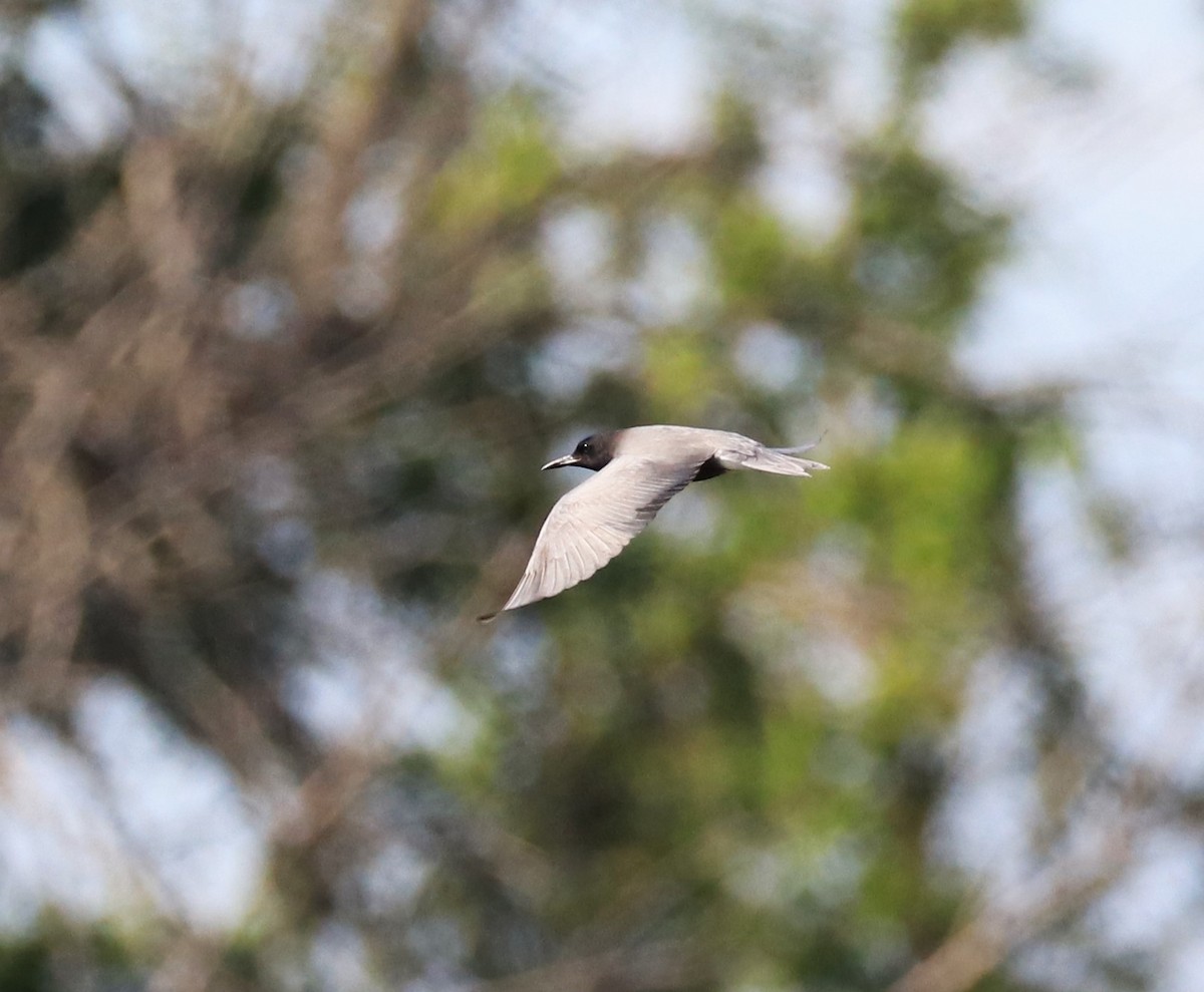 Black Tern - Lynda Noel