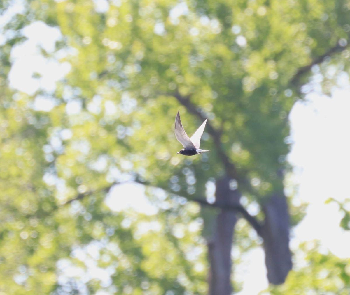 Black Tern - Lynda Noel