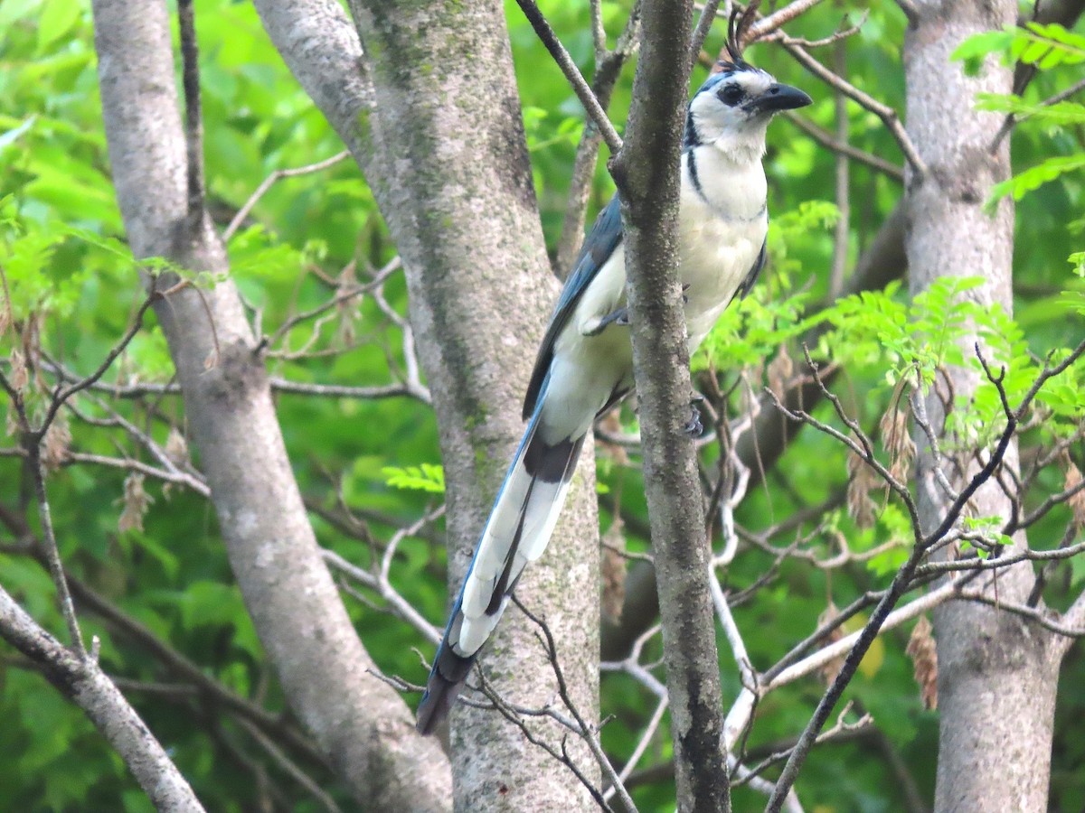 White-throated Magpie-Jay - Alfonso Auerbach