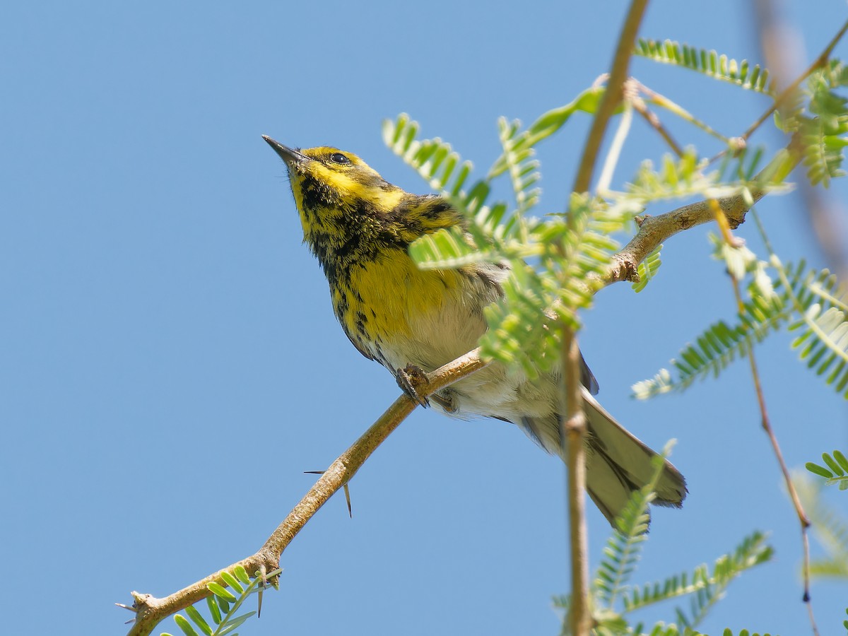 Townsend's Warbler - Pierre Deviche