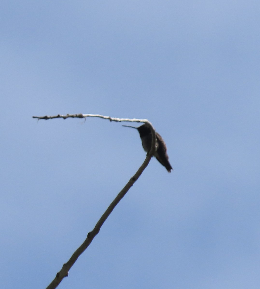 Broad-tailed Hummingbird - Patricia DiLuzio