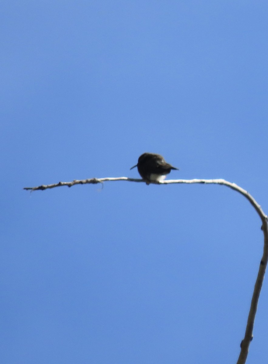 Broad-tailed Hummingbird - Patricia DiLuzio