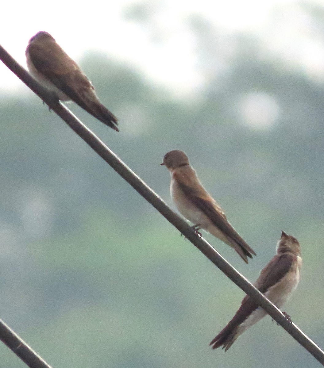 Northern Rough-winged Swallow - Alfonso Auerbach