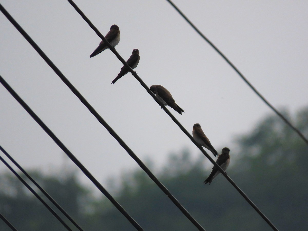 Northern Rough-winged Swallow - Alfonso Auerbach