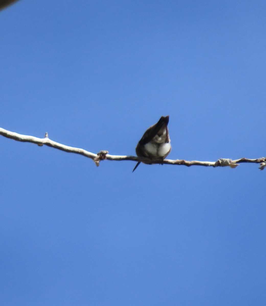 Broad-tailed Hummingbird - Patricia DiLuzio