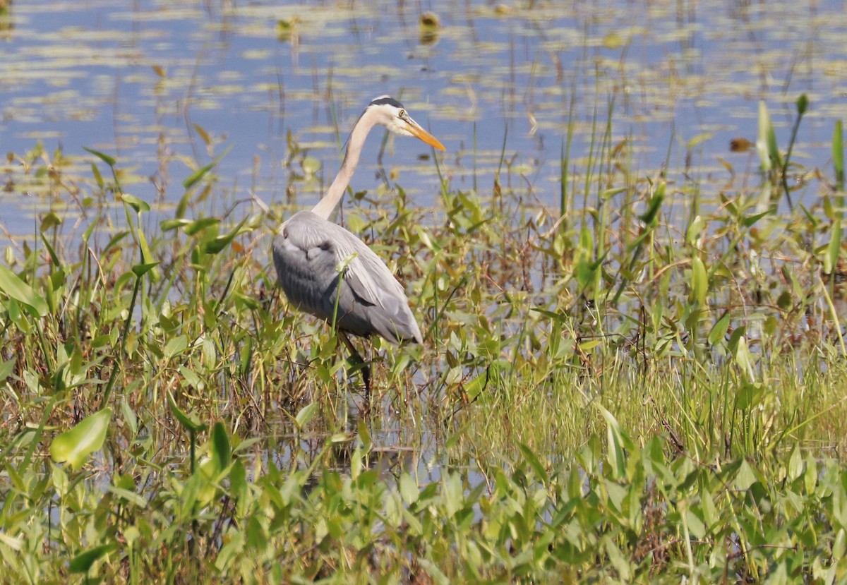 Great Blue Heron - Lynda Noel