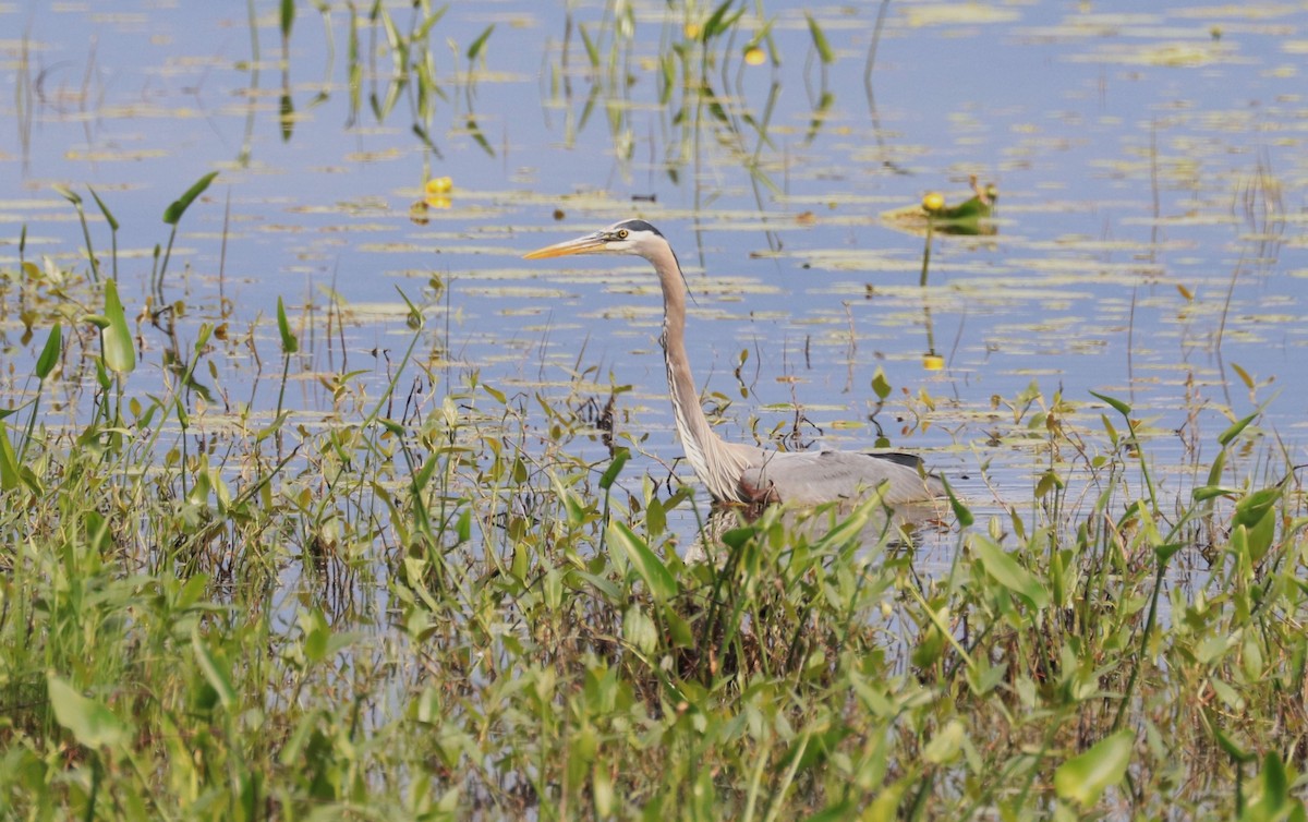 Great Blue Heron - Lynda Noel