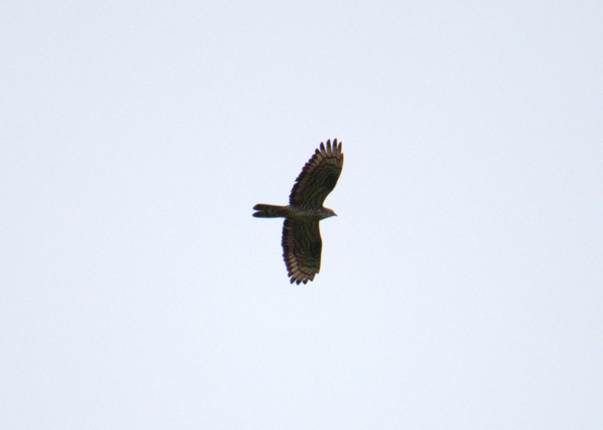 European Honey-buzzard - Donato Marafona