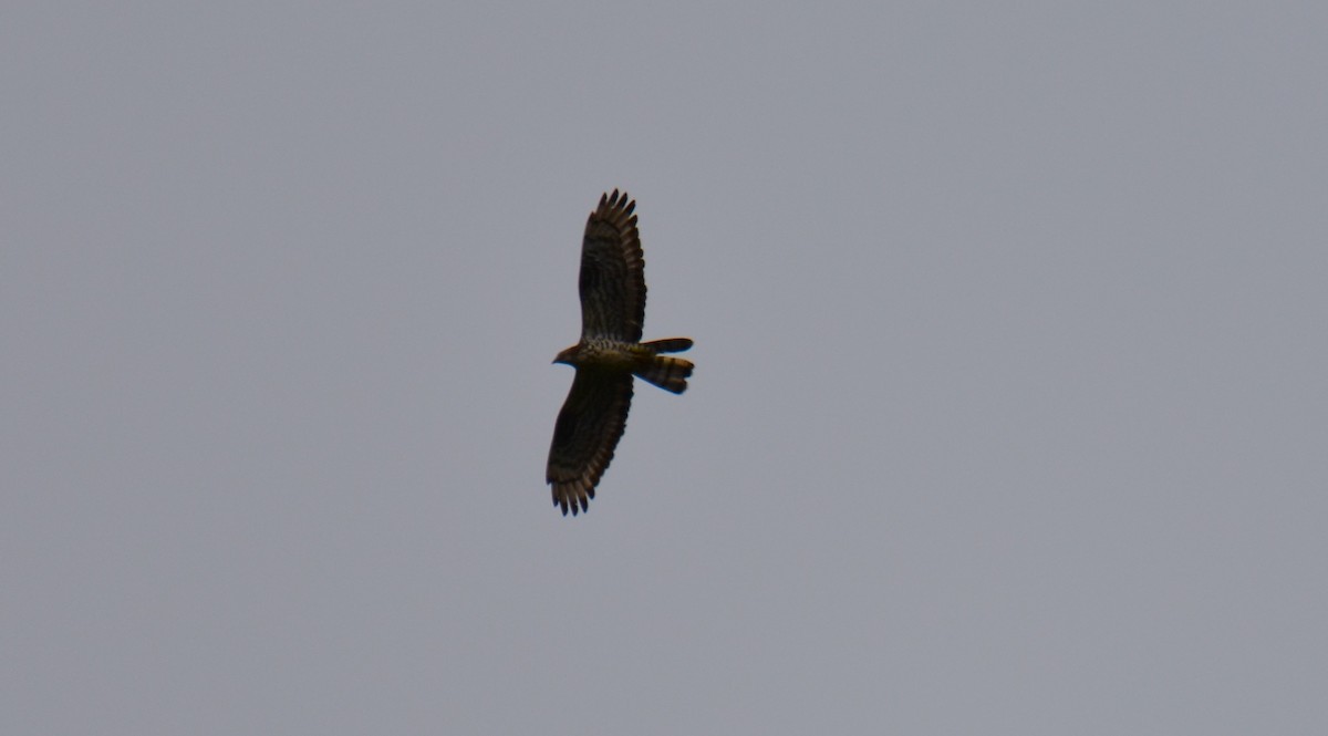 European Honey-buzzard - Donato Marafona