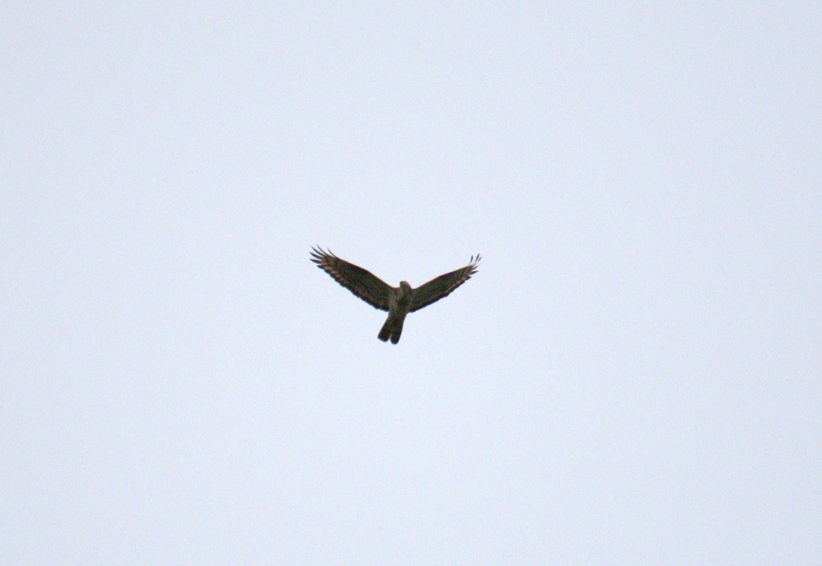 European Honey-buzzard - Donato Marafona