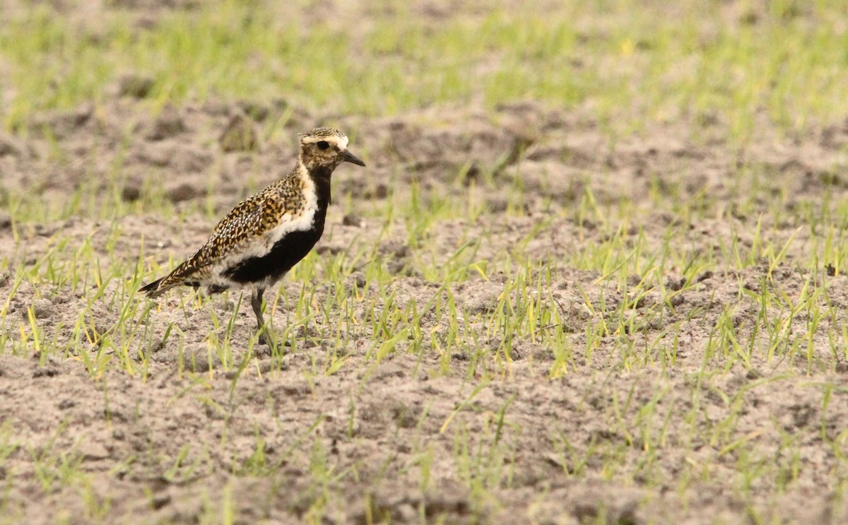 European Golden-Plover - Simon Davies