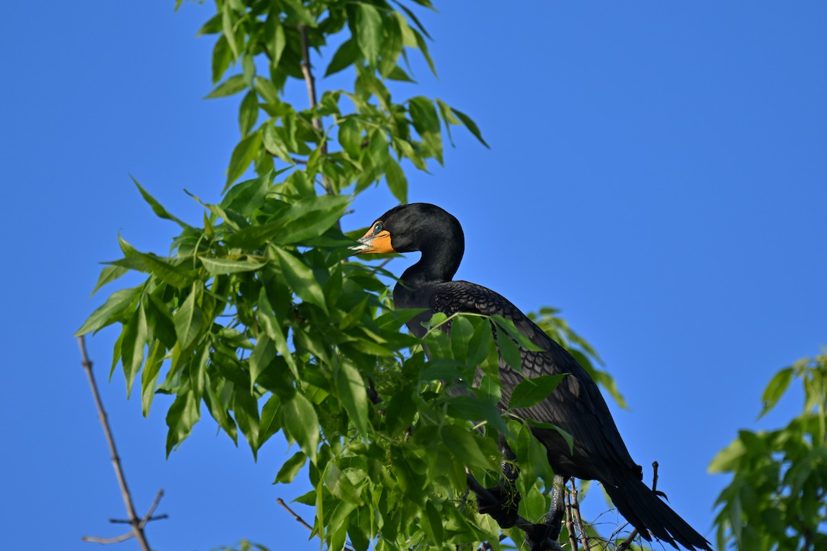 Double-crested Cormorant - france dallaire