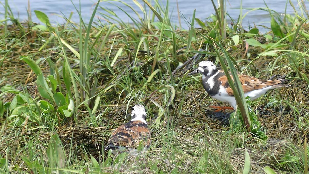 Ruddy Turnstone - ML619629289