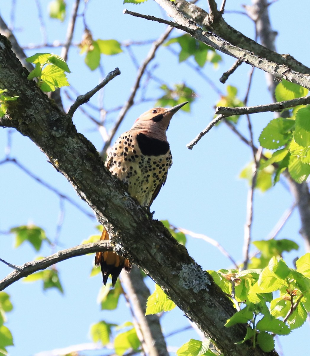 Northern Flicker - ML619629295