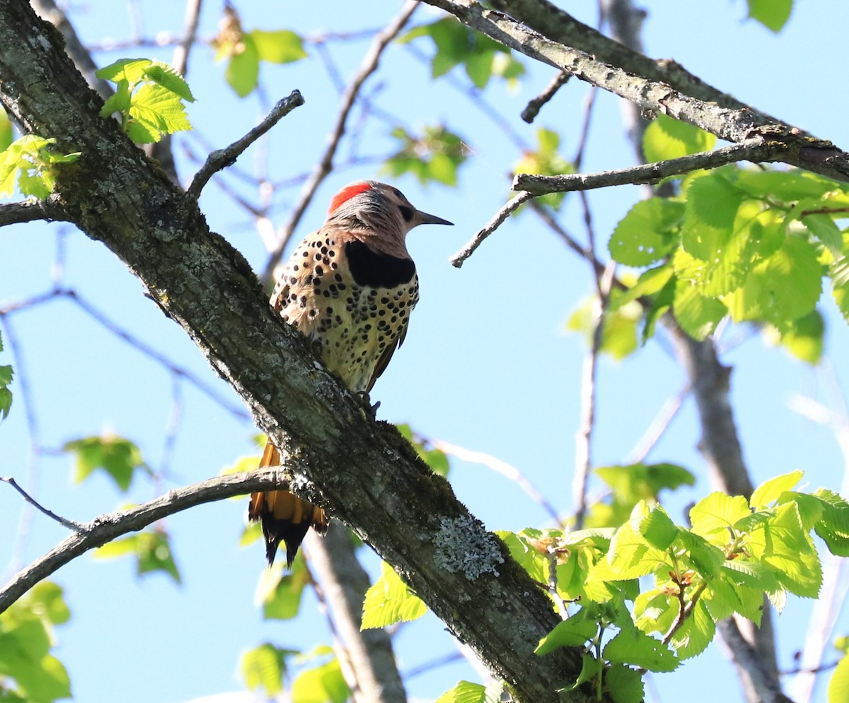 Northern Flicker - Lynda Noel