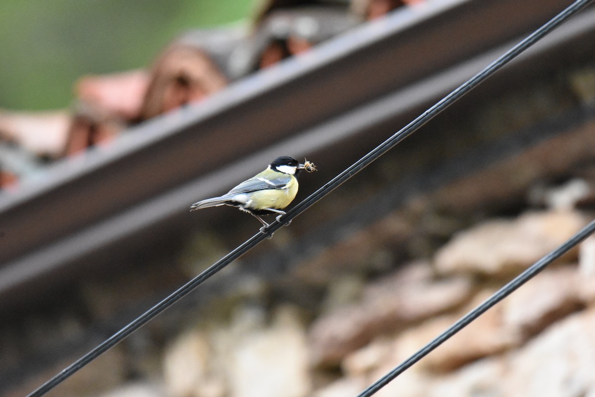 Great Tit - Donato Marafona