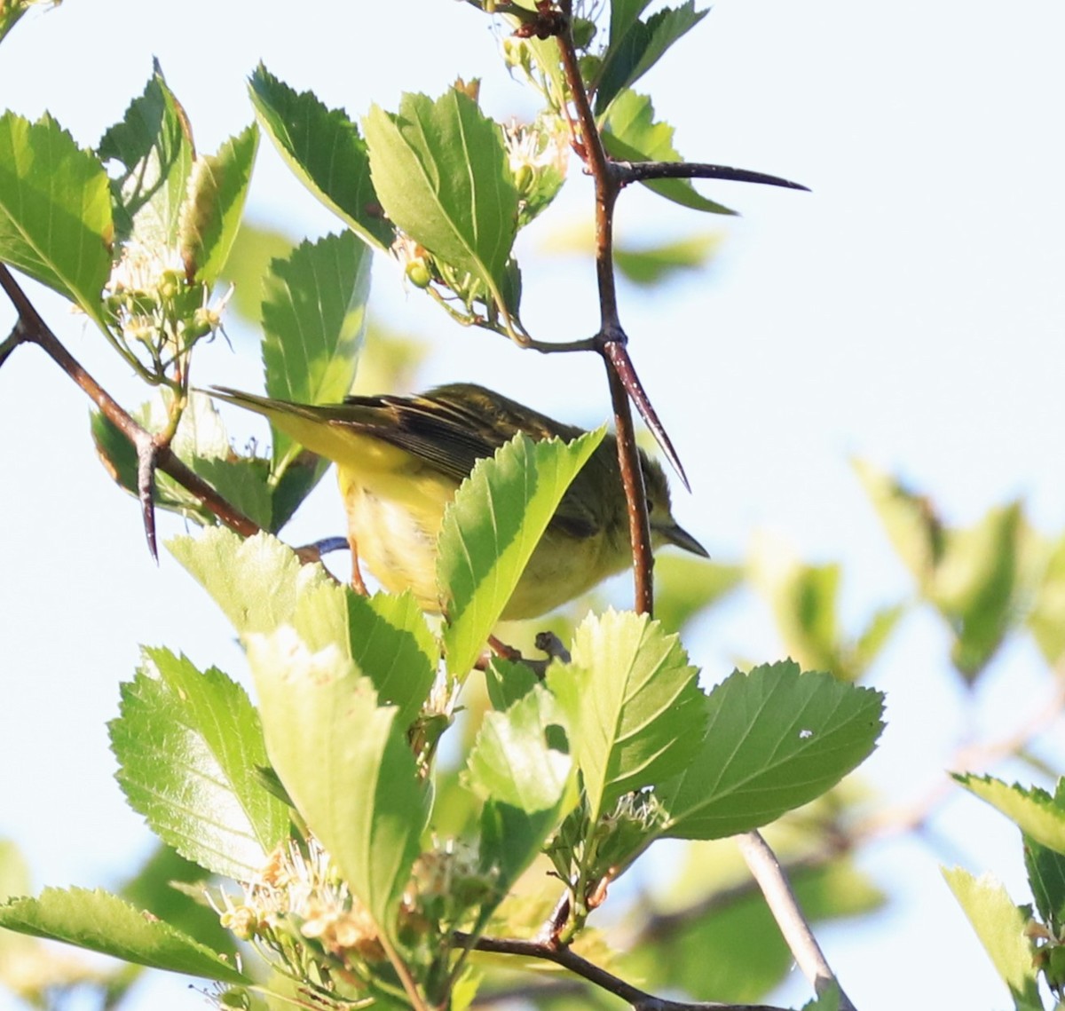 Philadelphia Vireo - Lynda Noel