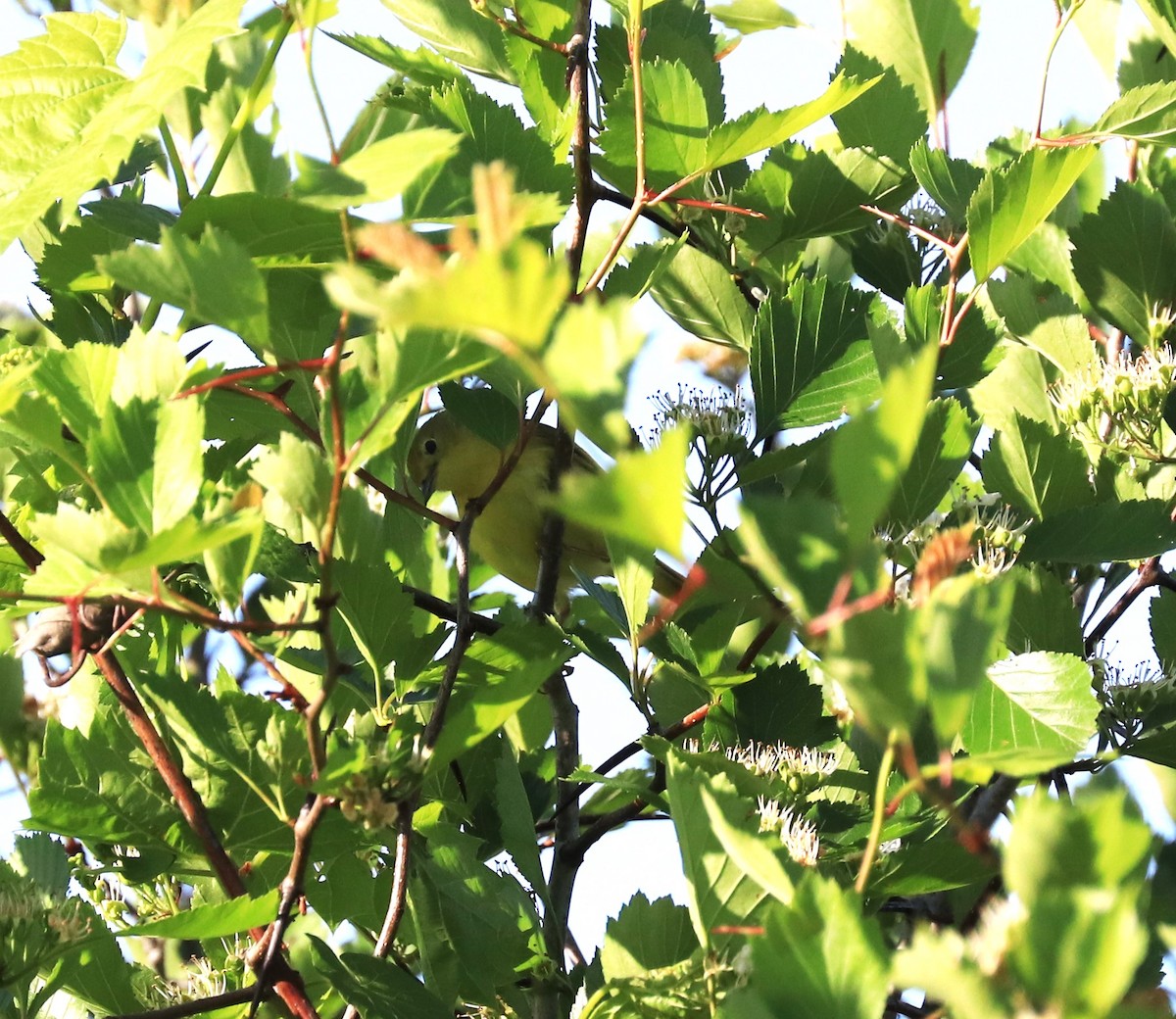 Philadelphia Vireo - Lynda Noel