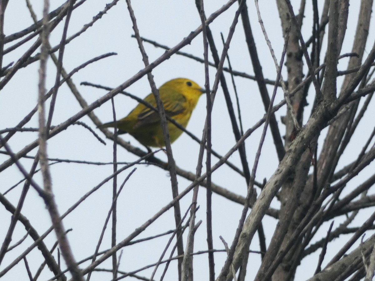 Yellow Warbler - Paul King