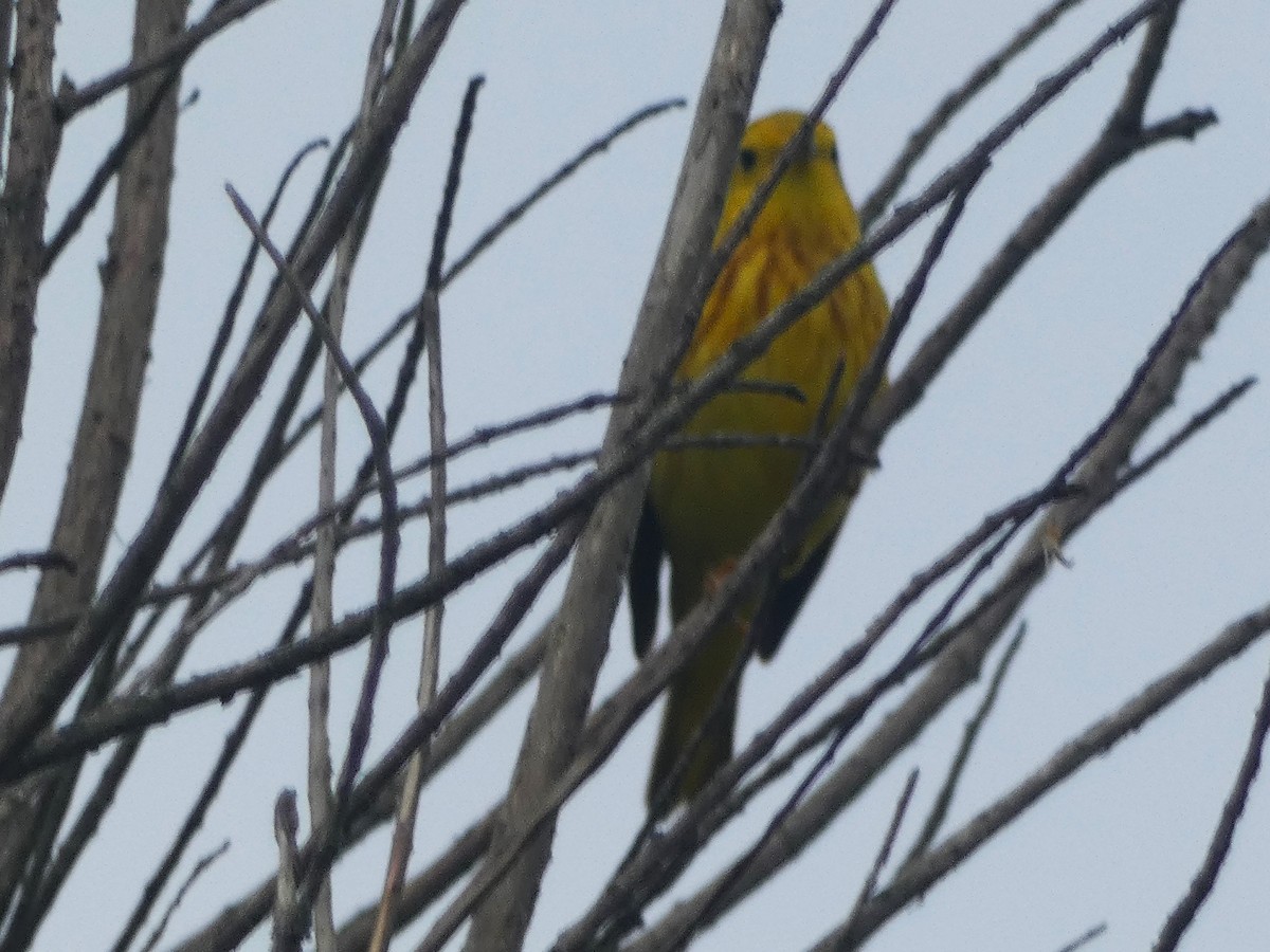 Yellow Warbler - Paul King