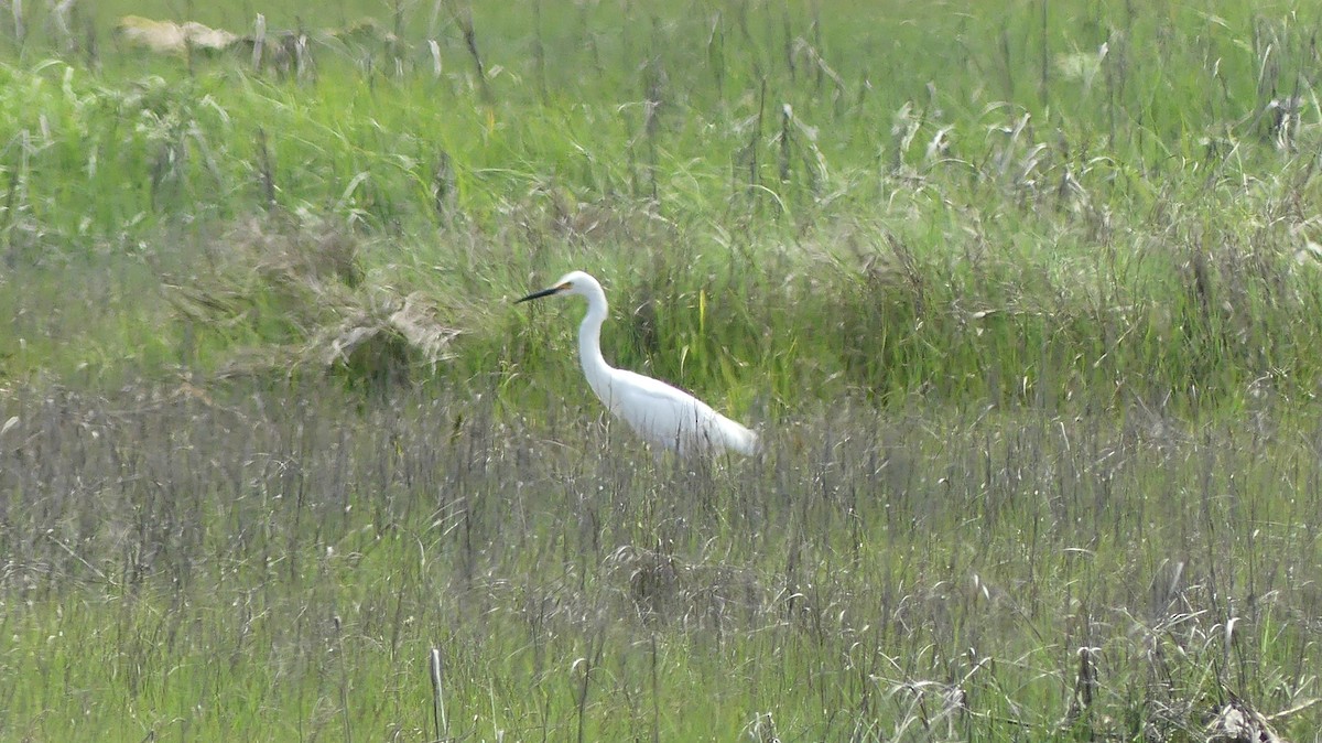 Snowy Egret - ML619629326