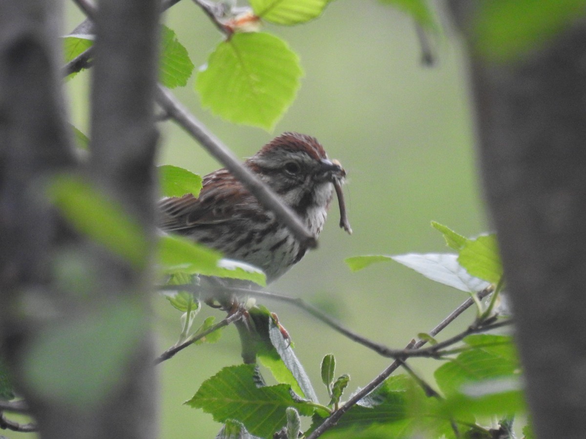 Song Sparrow - Tom Dibblee