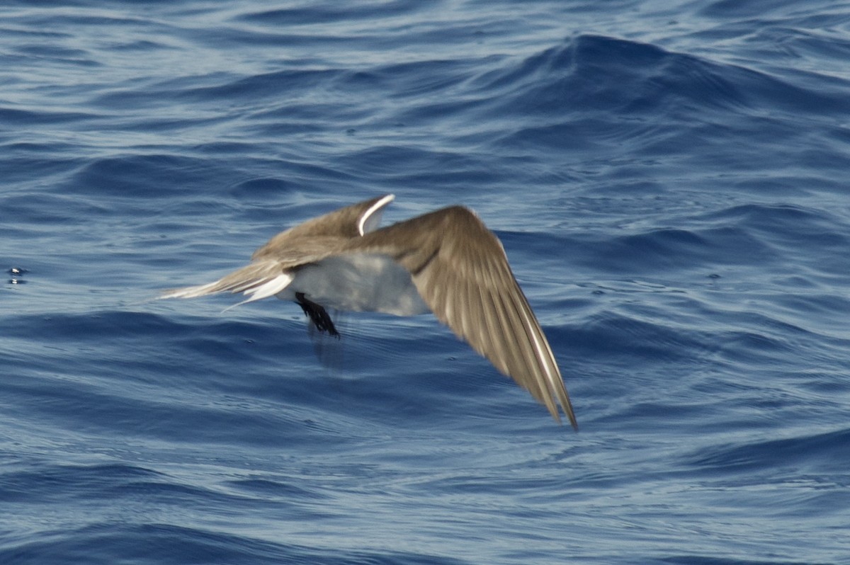 Bridled Tern - Anonymous