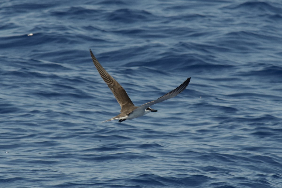 Bridled Tern - Anonymous