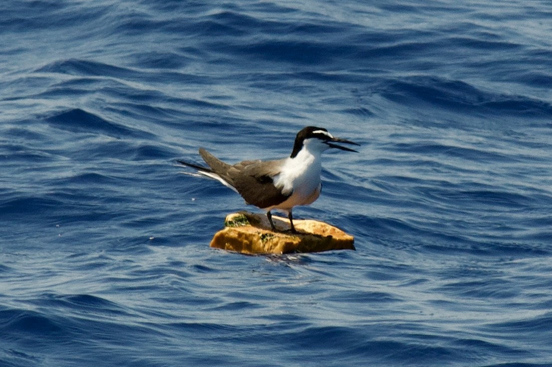 Bridled Tern - Anonymous