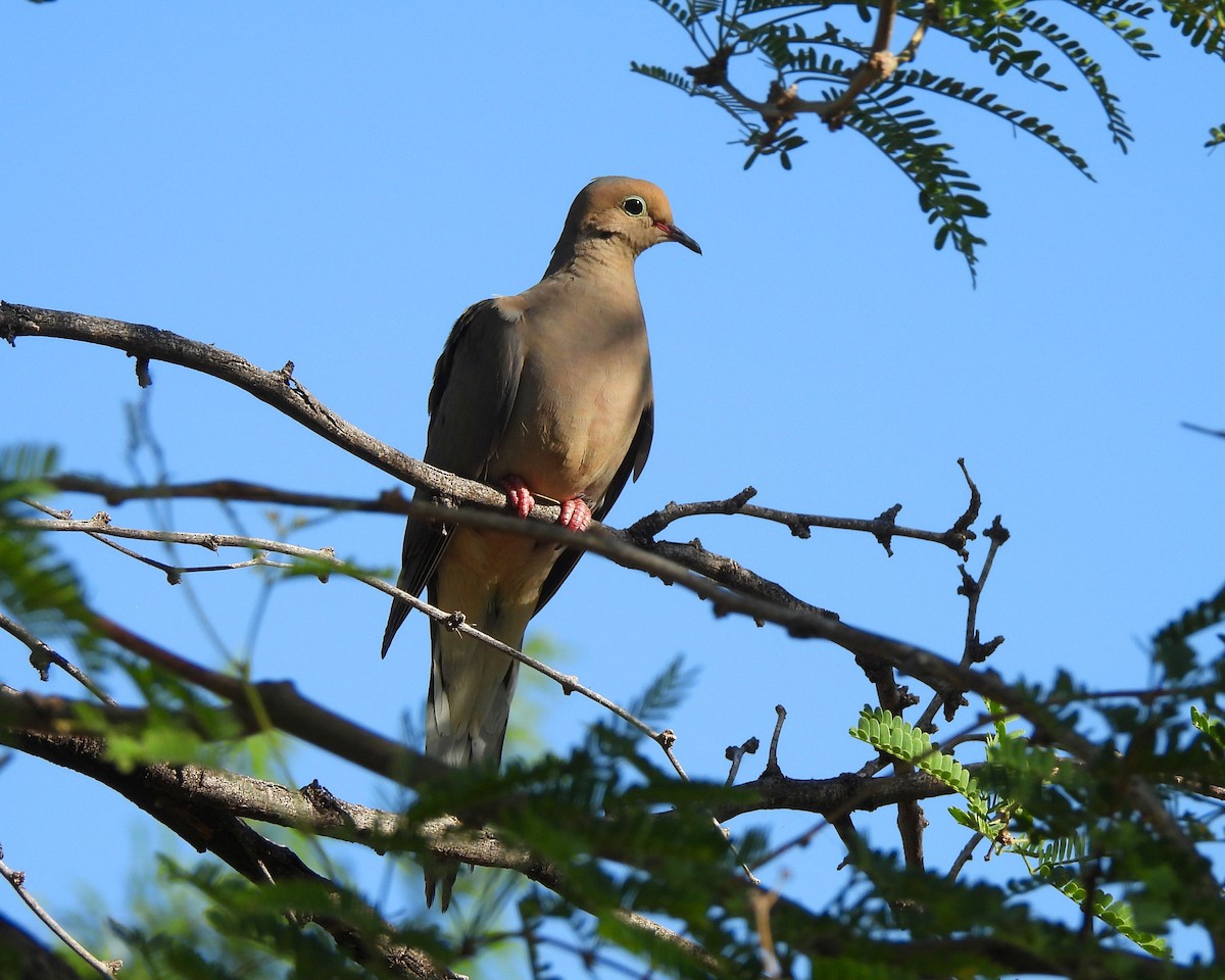 Mourning Dove - Tony Sullivan