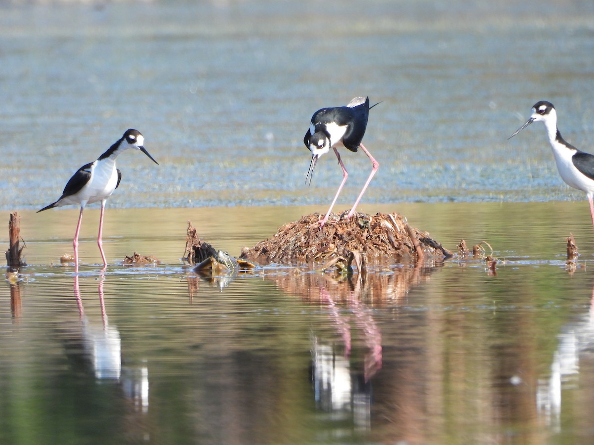 Black-necked Stilt - ML619629340