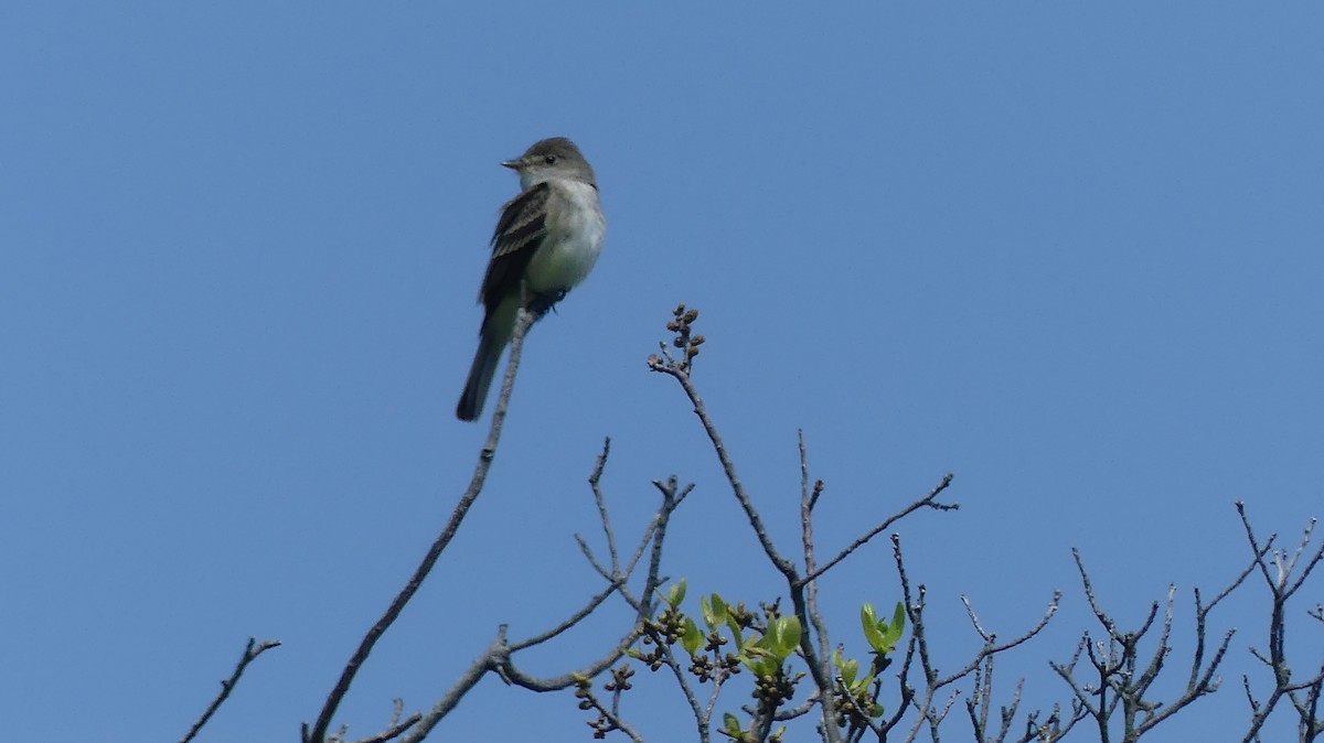 Willow Flycatcher - Daniel Islam