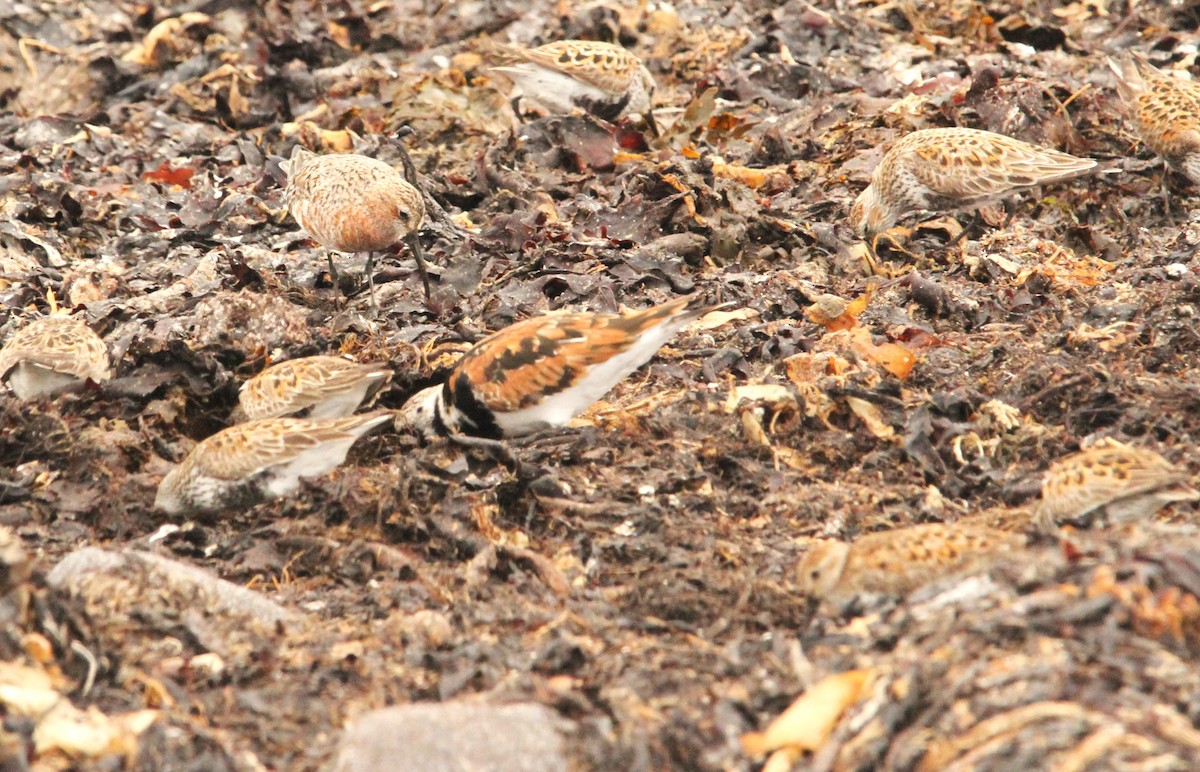 Curlew Sandpiper - Simon Davies