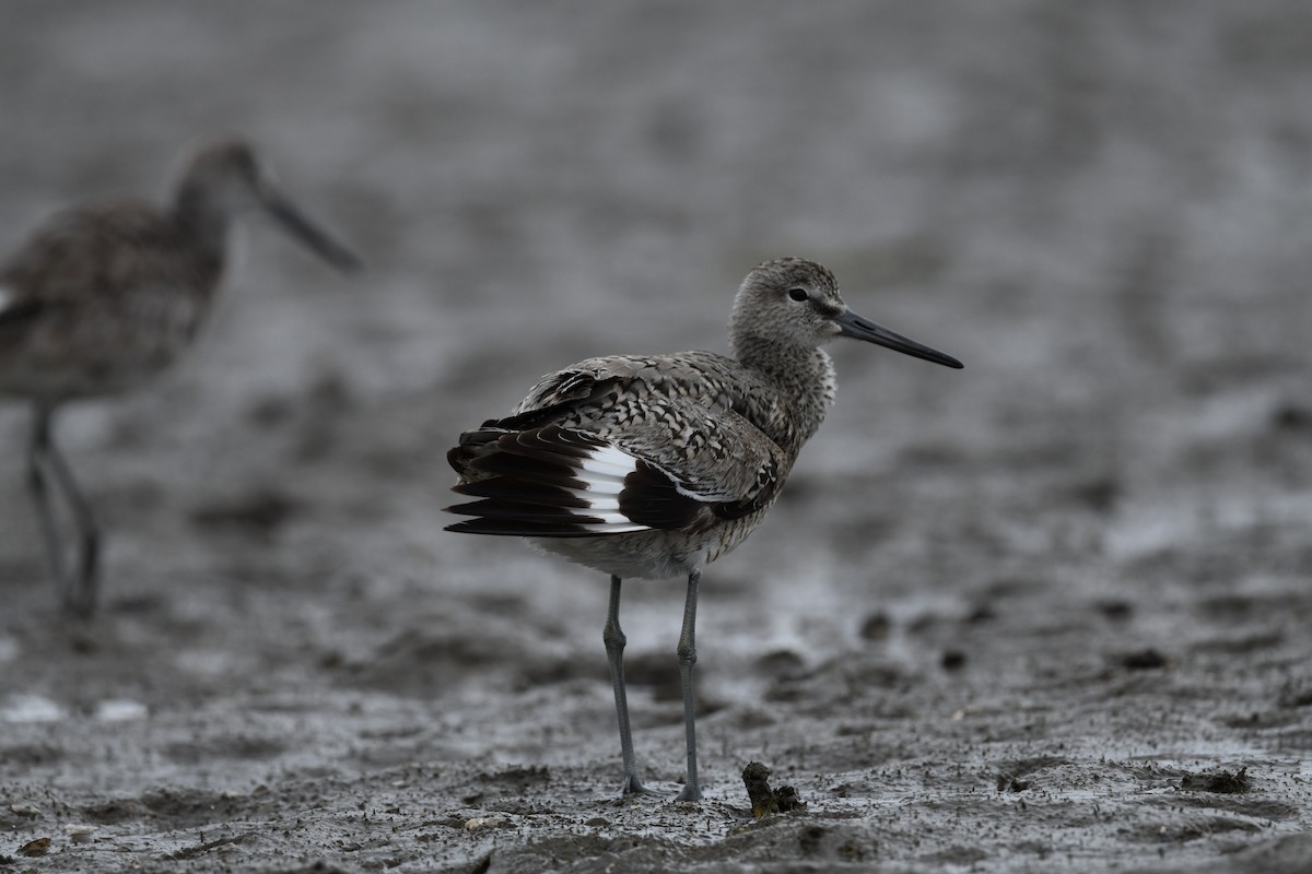 vodouš břehoušovitý - ML619629346