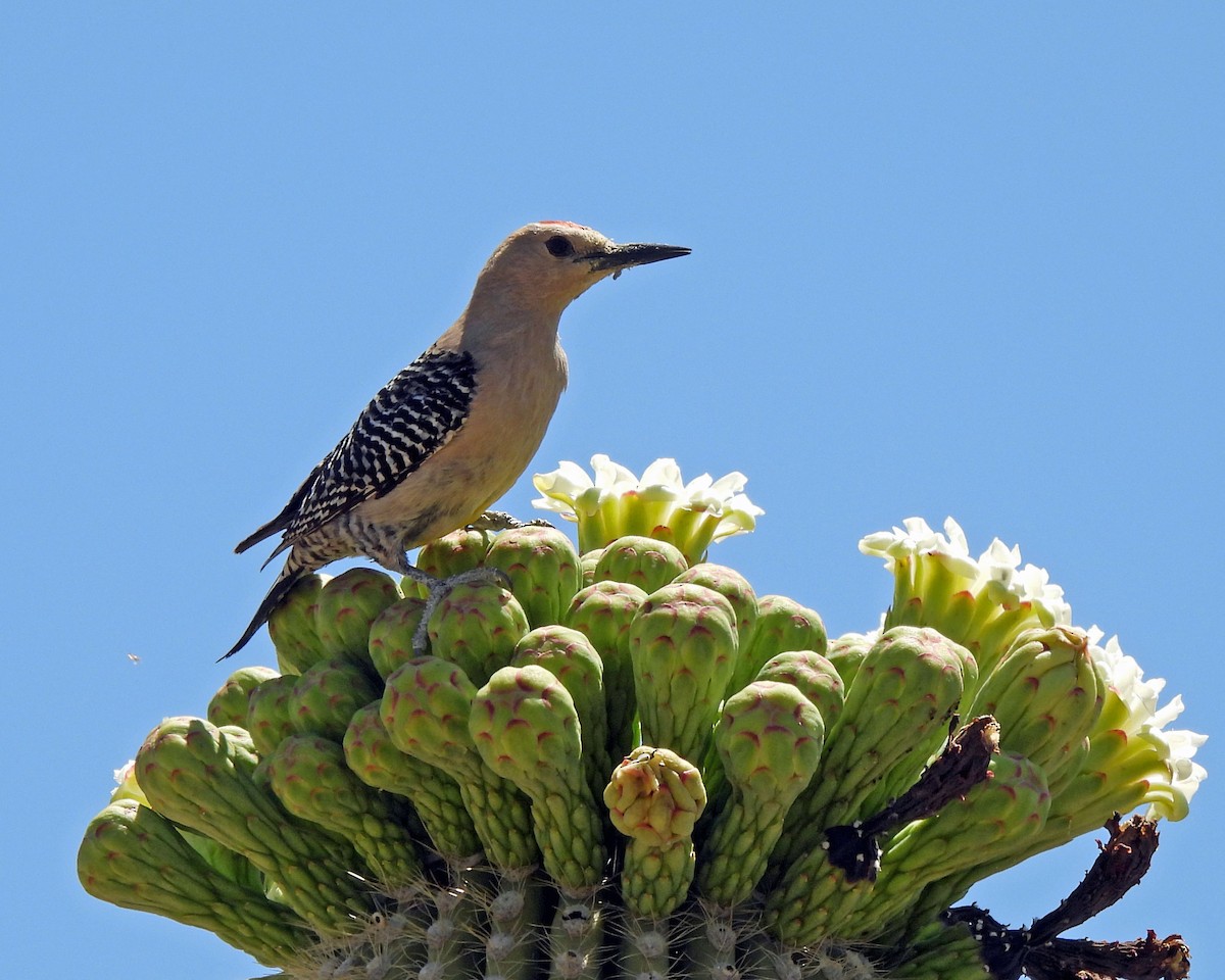 Gila Woodpecker - ML619629351