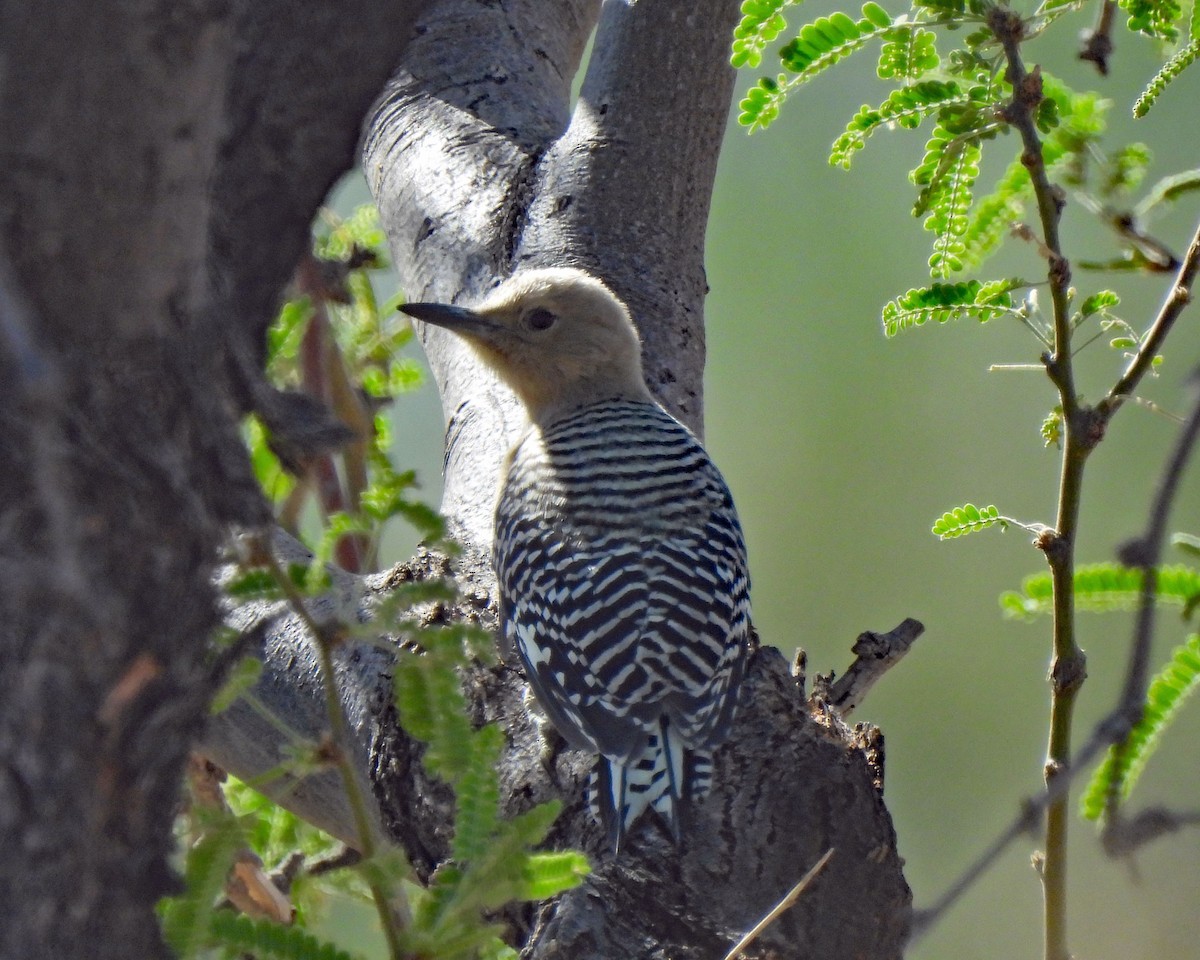 Gila Woodpecker - ML619629352