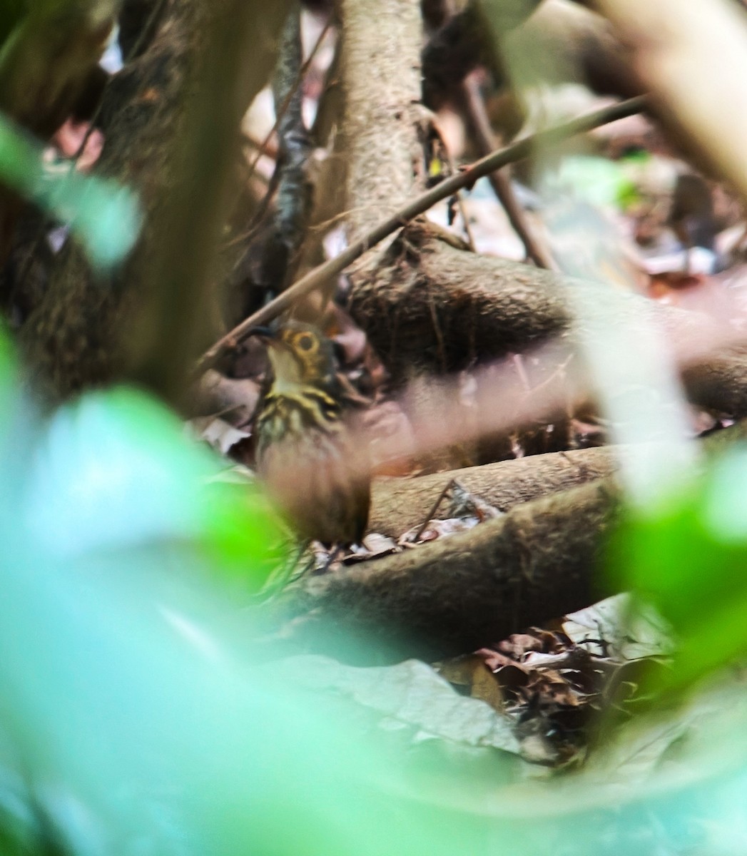 Streak-chested Antpitta - Roger Lambert