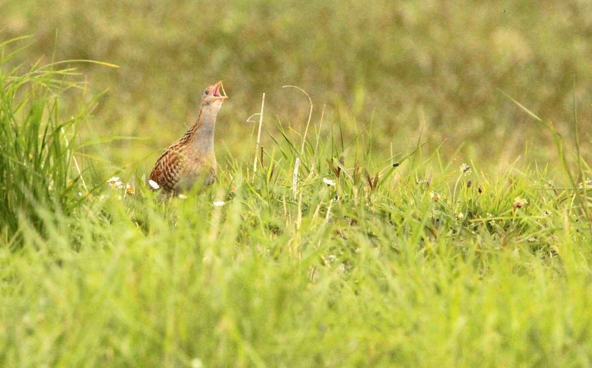 Corn Crake - ML619629356