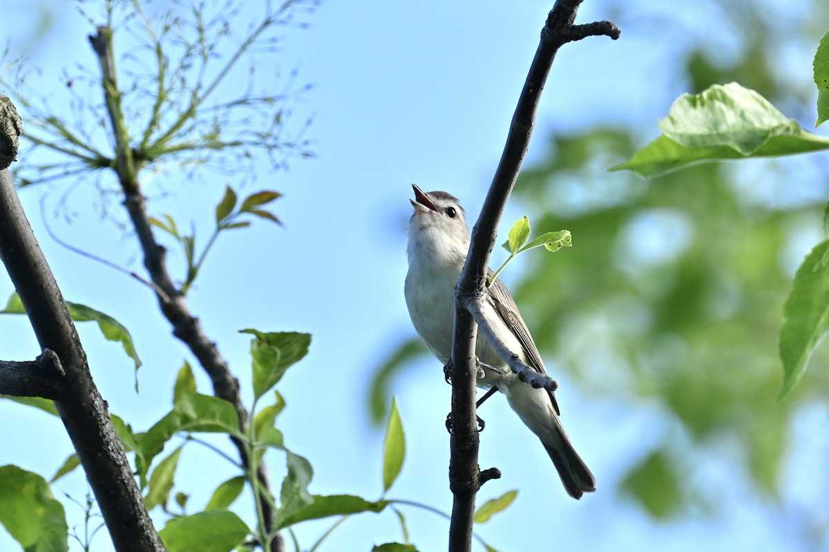 Warbling Vireo - france dallaire