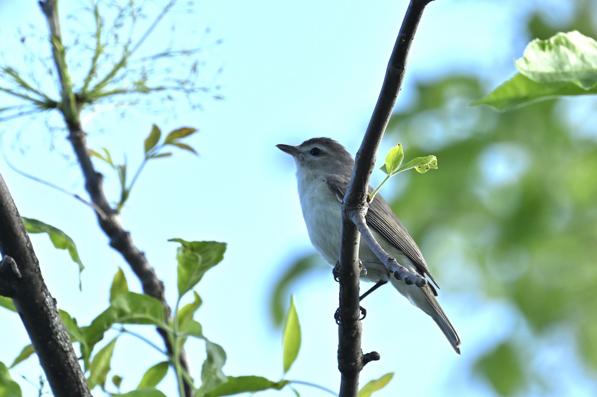 Warbling Vireo - france dallaire