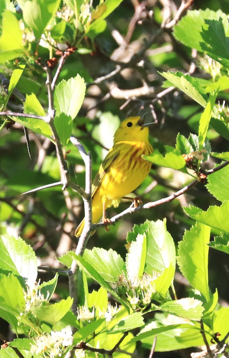 Yellow Warbler - Lynda Noel