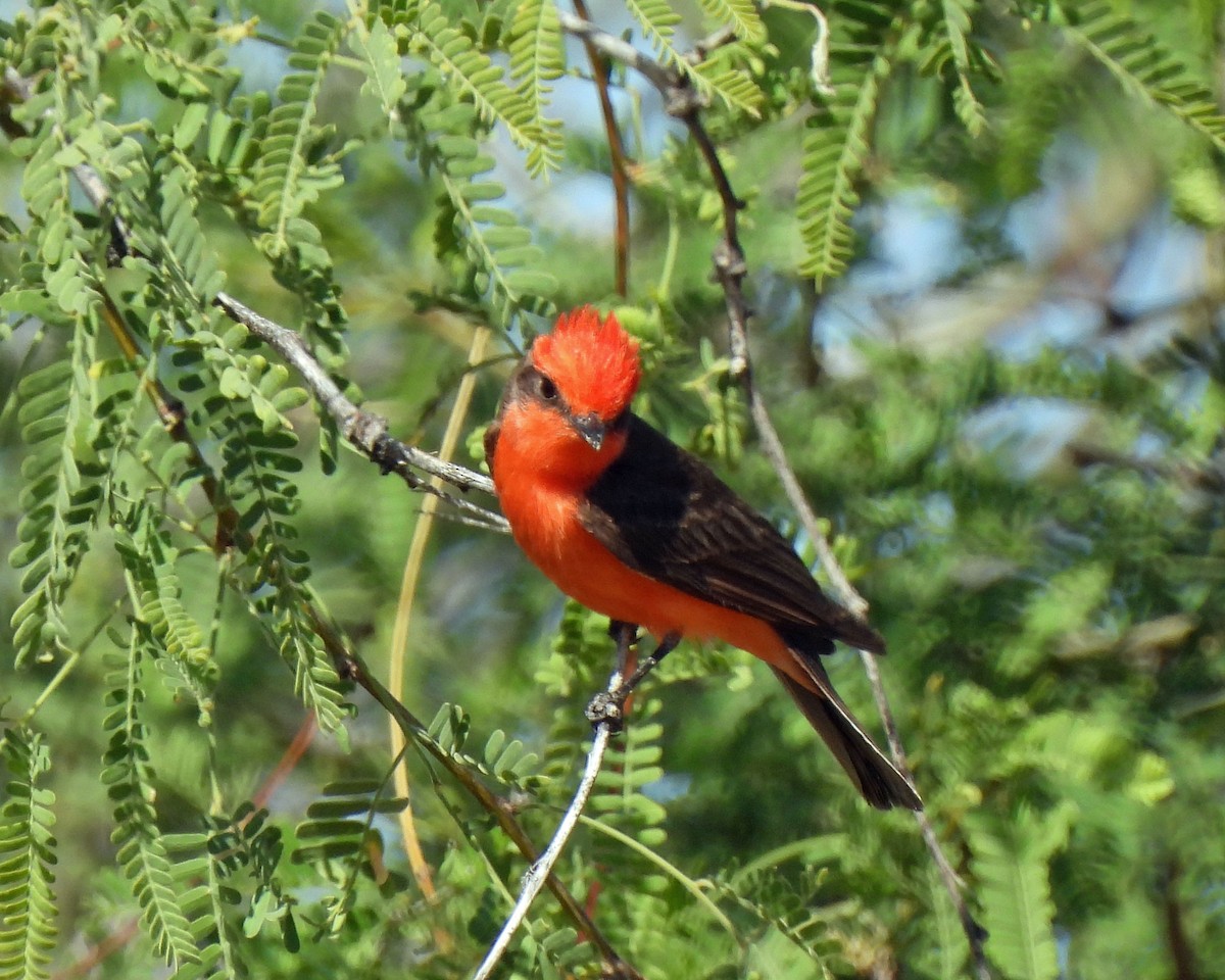 Vermilion Flycatcher - Tony Sullivan