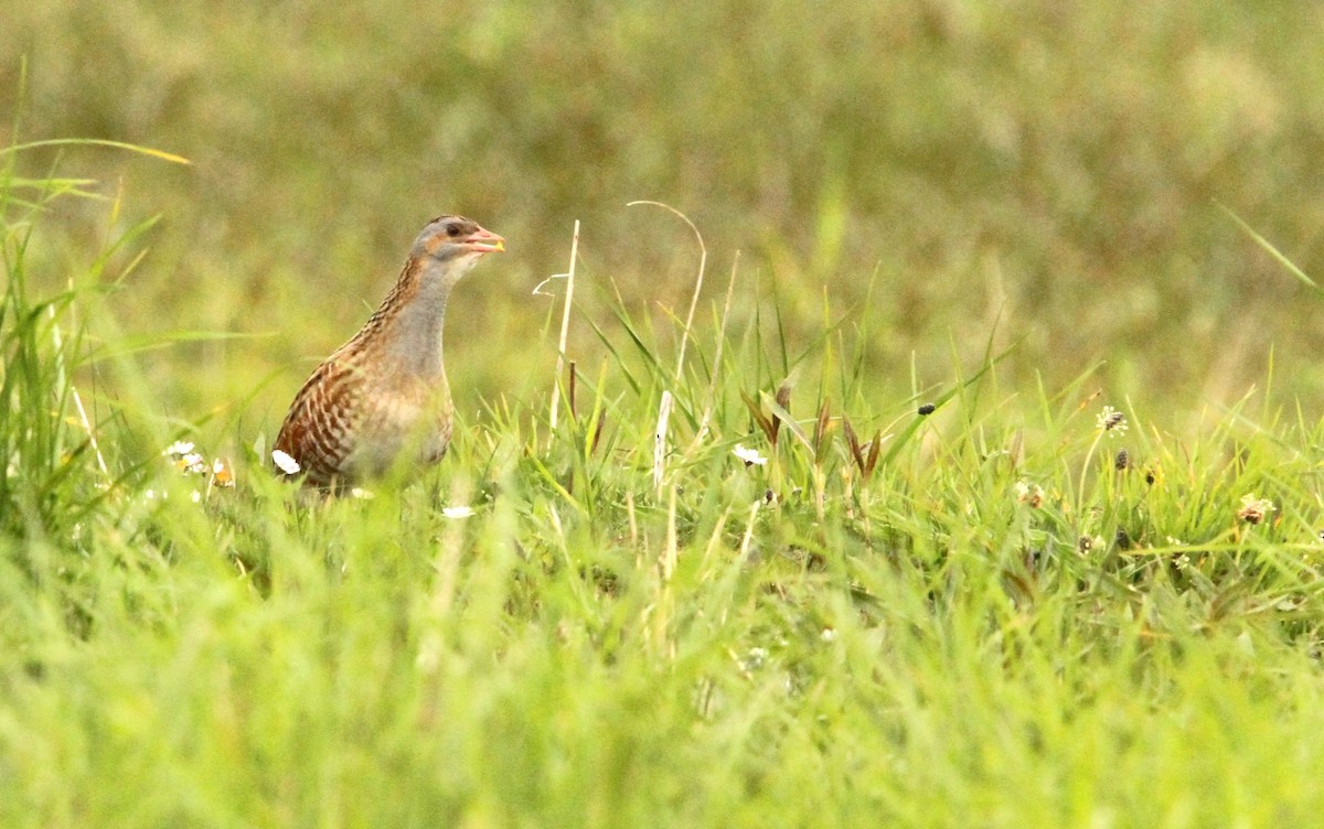 Corn Crake - ML619629369