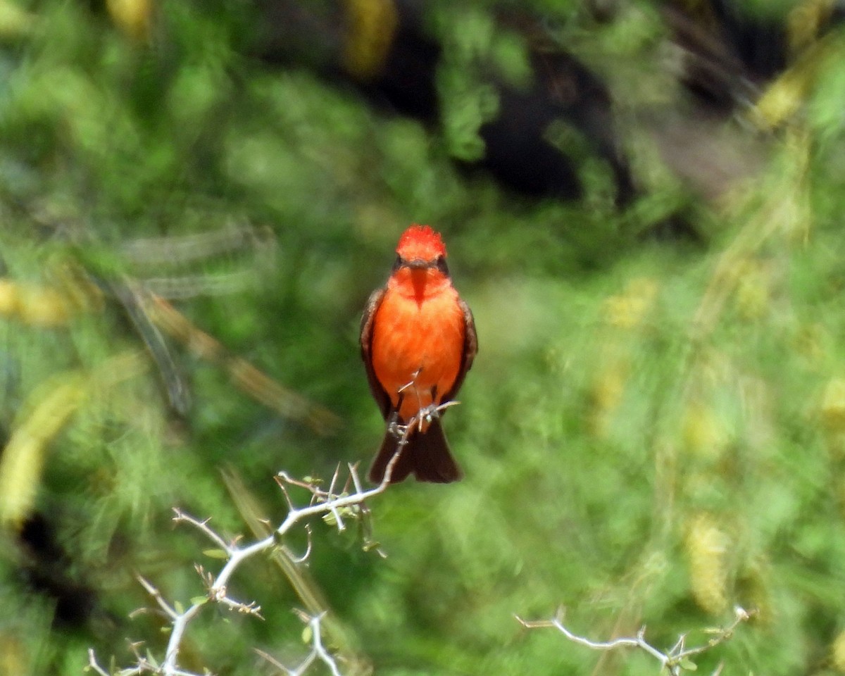 Vermilion Flycatcher - Tony Sullivan