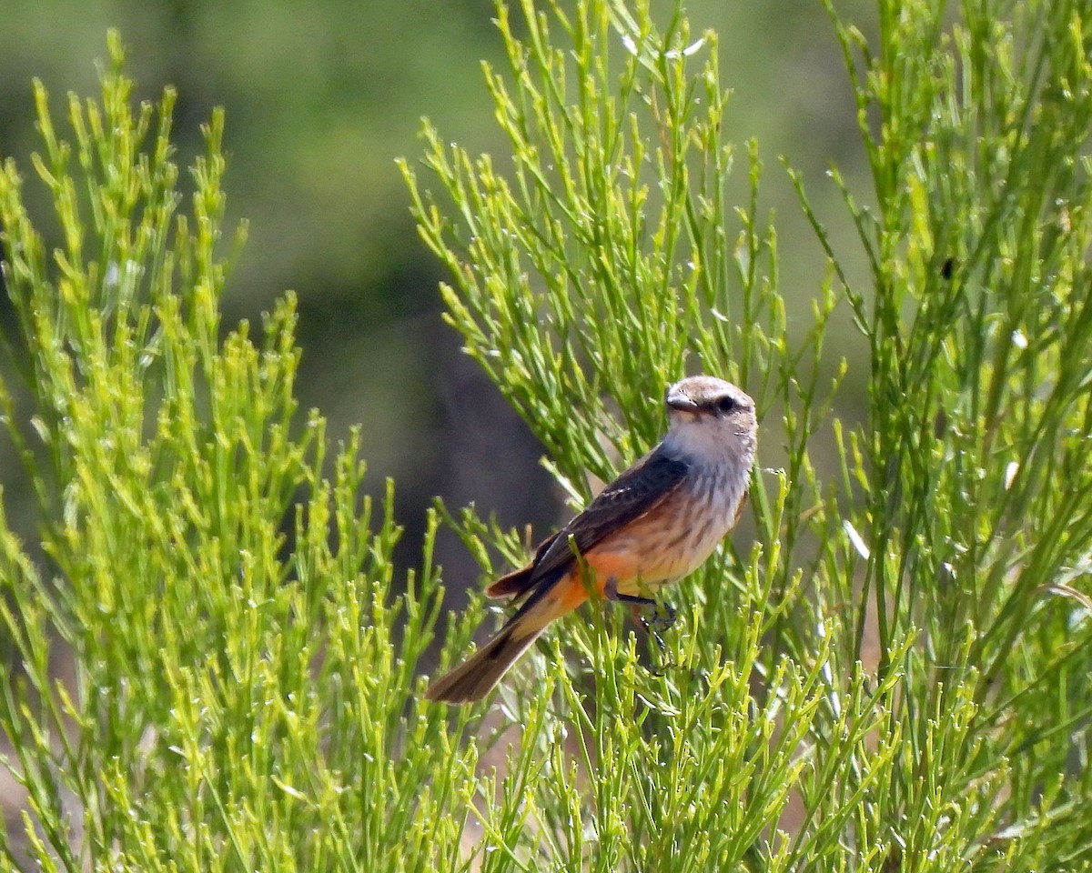 Vermilion Flycatcher - Tony Sullivan