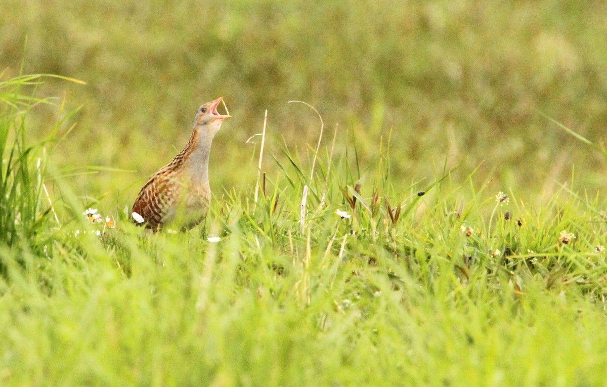 Corn Crake - ML619629385