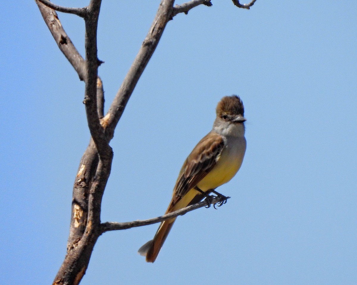 Brown-crested Flycatcher - Tony Sullivan