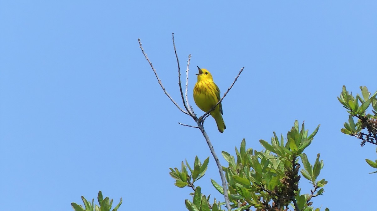 Yellow Warbler - Daniel Islam