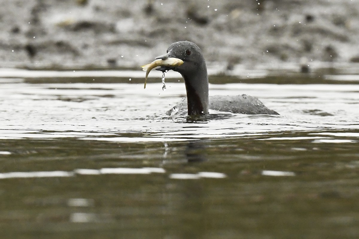 Red-throated Loon - Daniel Cullinane