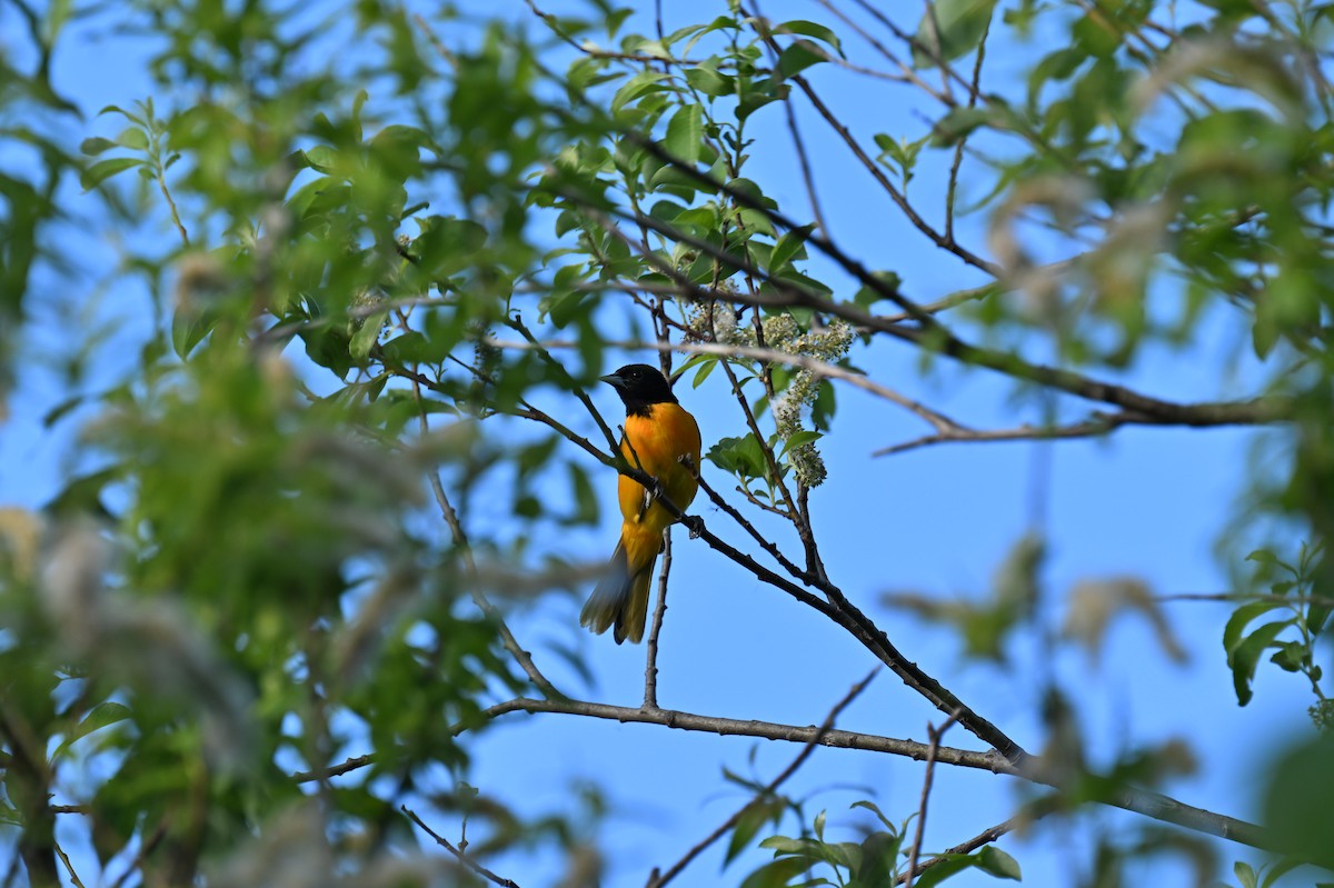 Baltimore Oriole - france dallaire